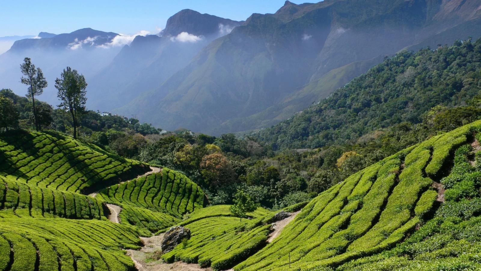 A Blissful Tour In Munnar