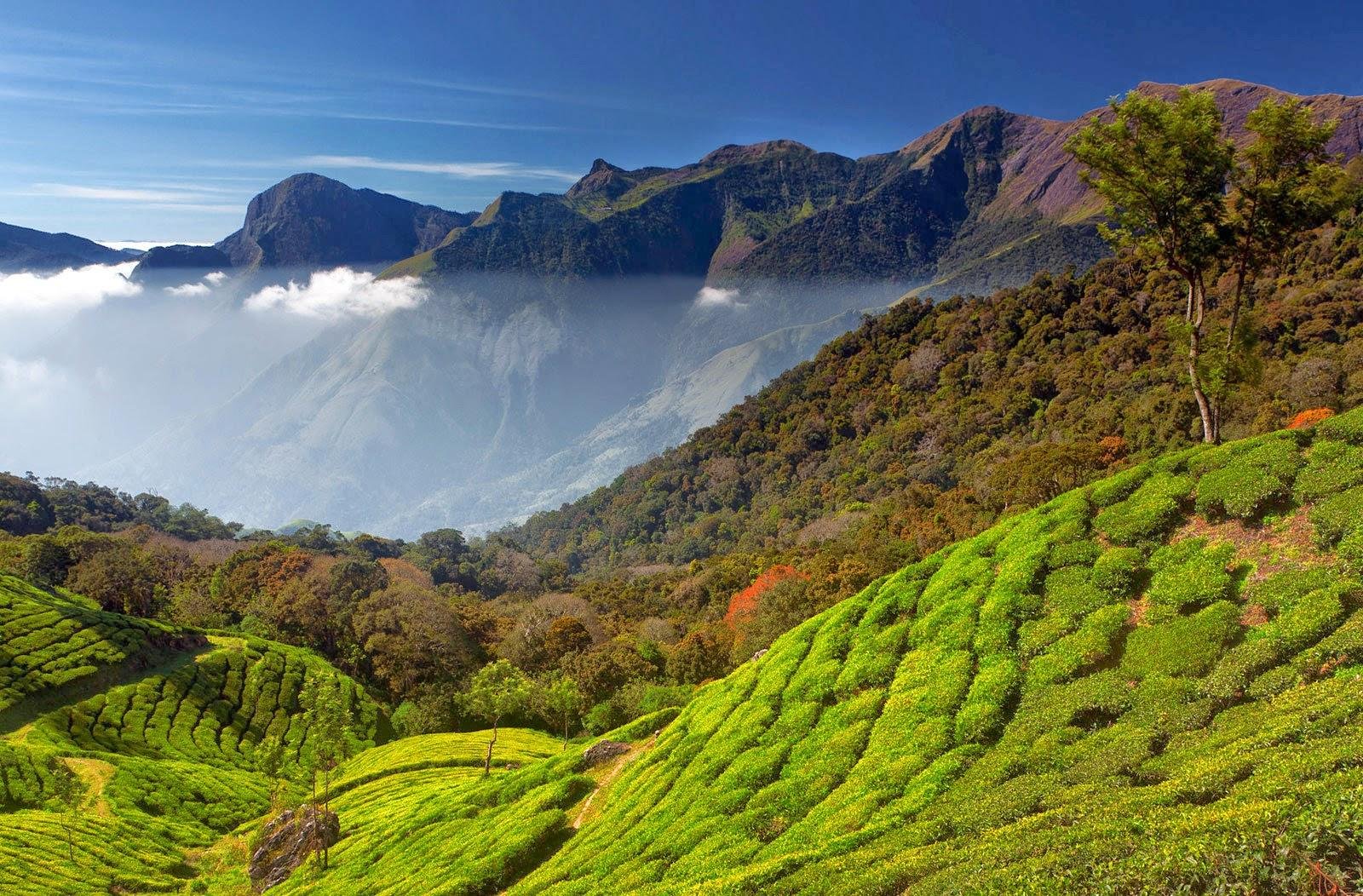 A Pleasant Tour In Munnar