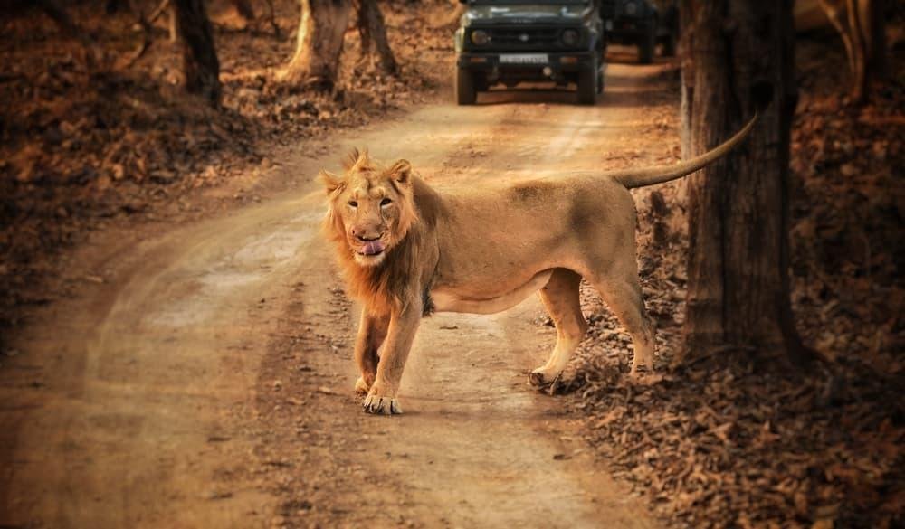 Gorgeous Gir Tour Packages