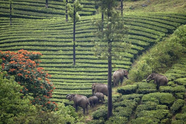 Mesmerizing Kerala Holiday Package